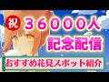 【祝ch登録者36000人記念】🌸みんなの写真で巡る🌸千葉のおすすめ花見スポット特集📸✨【#こげたま/#こげたまライブ】#初見さん大歓迎