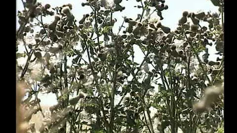 DVD0002--Noxious Weeds