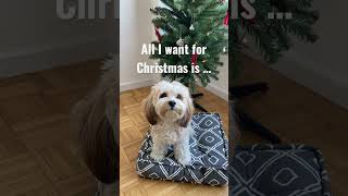 All I Want For Christmas Is