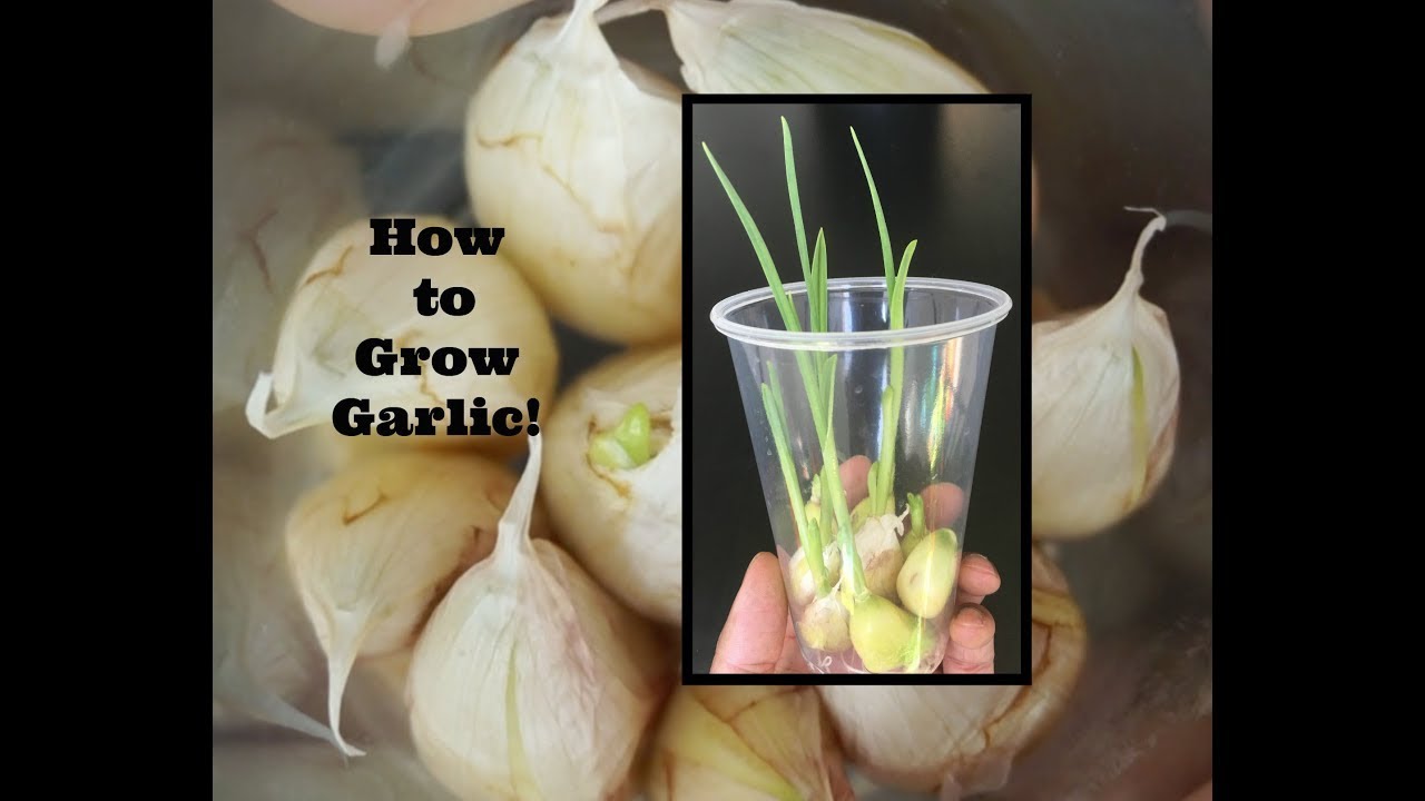 how to do garlic assignment 1