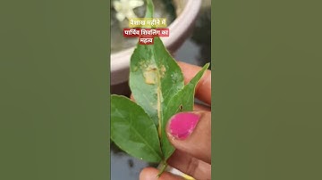 वैशाख माह में | पार्थिव शिवलिंग का निर्माण | करेगा हर संकट को दूर #pradeepmishra #shorts