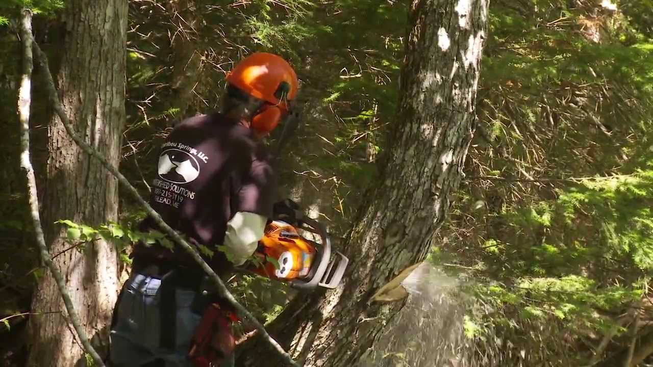 Improving Stream Habitat for Brook Trout YouTube