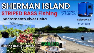 អាំងត្រីបូលិសស្រស់ៗGrilled STRIPED BASS|Picked BLACKBERRIES at Sherman Island ️#food #fishing