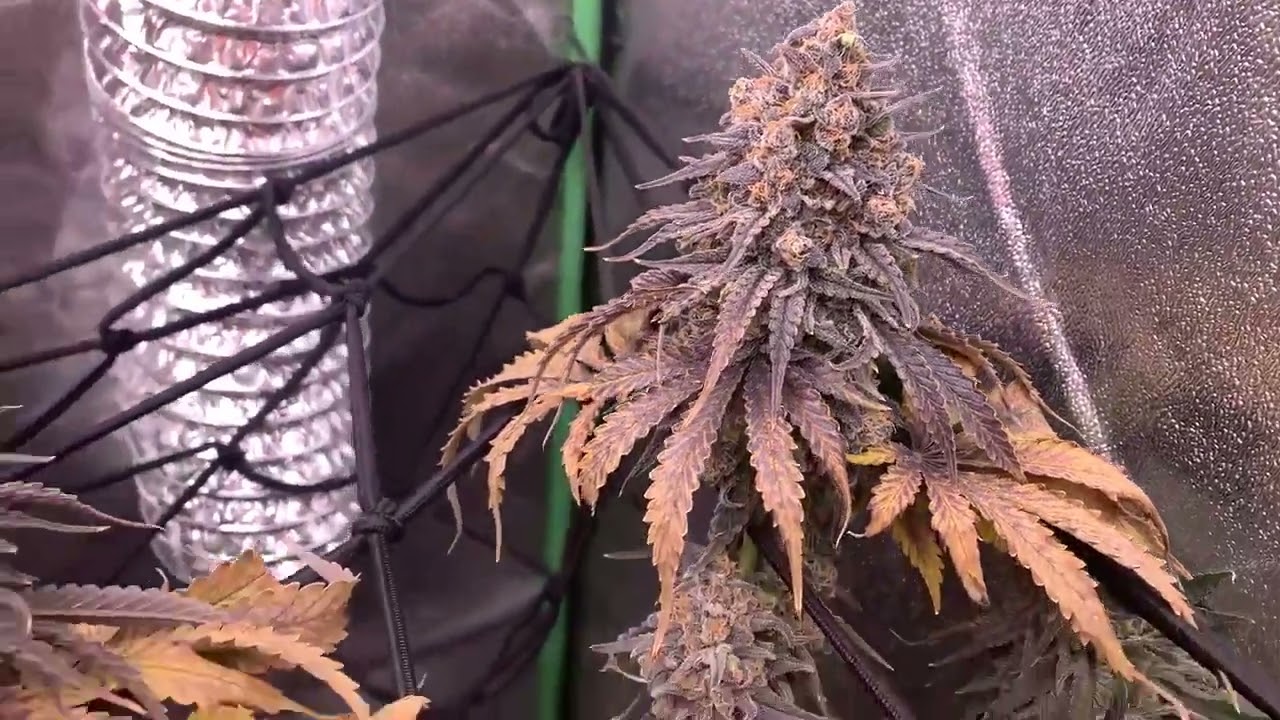 A Little Kushy Freedom of Seeds Cannabis Indoor grow  General Hydroponics GHE