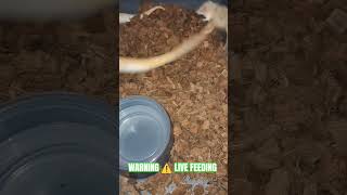 WARNING ⚠️ LIVE FEEDING #warning #live #feed #feeding #livefeed #ballpython #monsoon #axanthic #ball