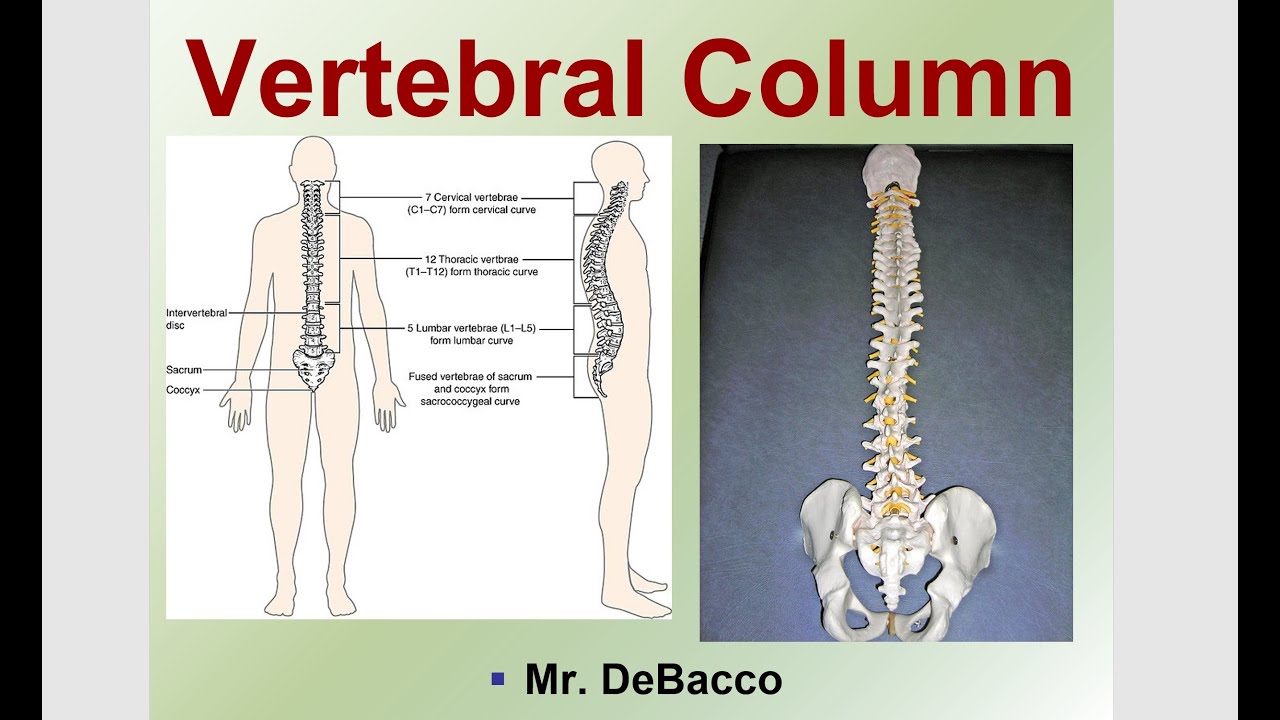 Vertebral Column - YouTube