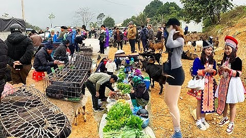 Phiên Chợ Vùng Cao Cốc Ly , Bán Toàn Hàng Đặc Biệt, Dê Núi, Lợn Cắp Nách, và Thảo Dược Quý,