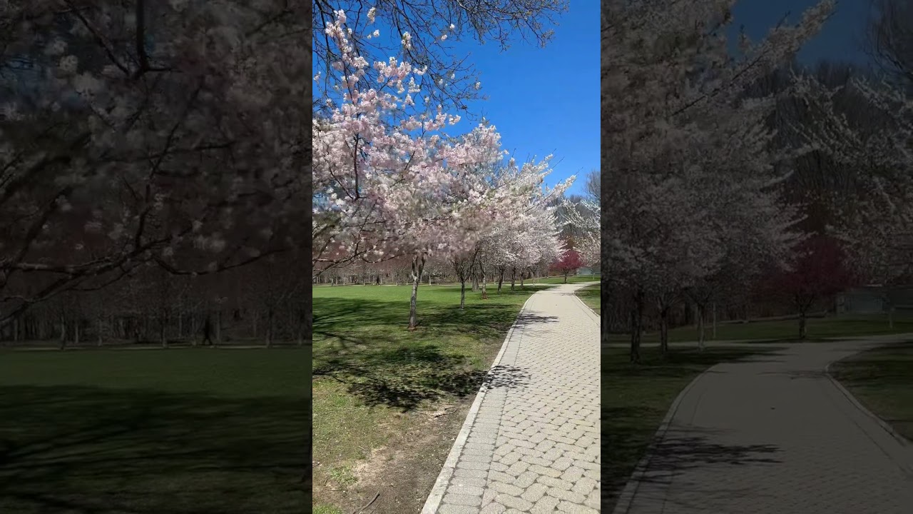 Cherry Blossoms in 4K | Springtime Views 🌸 