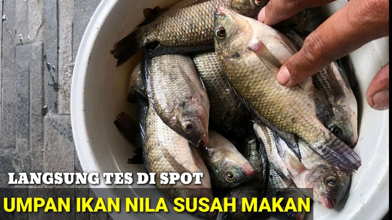 umpan ikan nila liar susah makan umpan rumput khusus target ikan