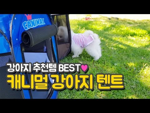 강아지 꿀추천템 BEST