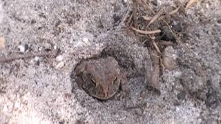 Toad Buries Itself In Sand