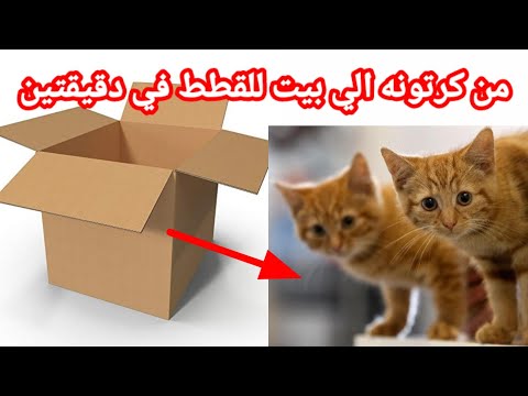 فيديو: عفوًا: كلب أوباما ، مشمس ، لدغ التين أثناء زيارة البيت الأبيض