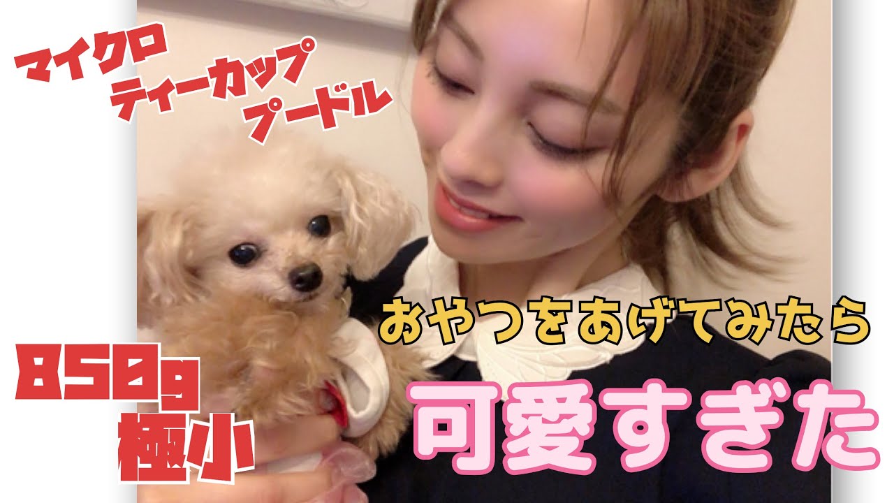 ティーカッププードル 極小850gワンコ おやつをあげてみたら可愛すぎた 極小犬と暮らす Youtube