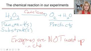 Lab 2 - Part 1 - Enzyme lab