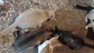 MR HISSY FINDS CANNED FOOD. #catland by Feralcatsneedlove 152 views 1 month ago 55 seconds