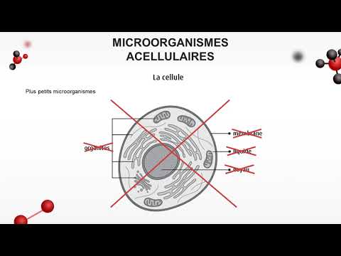 COURS N°2 : CLASSIFICATION DES MICROORGANISMES