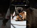 BEAR vs MONKEY MMA FIGHT OF THE YEAR! (You Won’t Believe Who Wins 😱) #asmr #ai #shorts