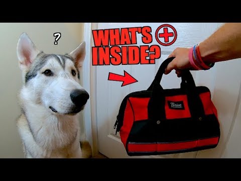 what's-inside-our-emergency-pet-bag?