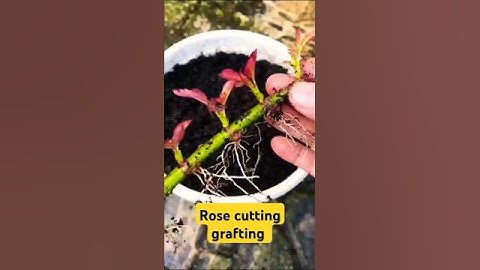 Rose cutting grafting method #shorts #rose #plants