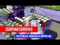 🔴СБОРНАЯ СОЛЯНКА 🔴ФЕСТИВАЛЬ ЛАВАНДЫ В МИЧИГАНЕ