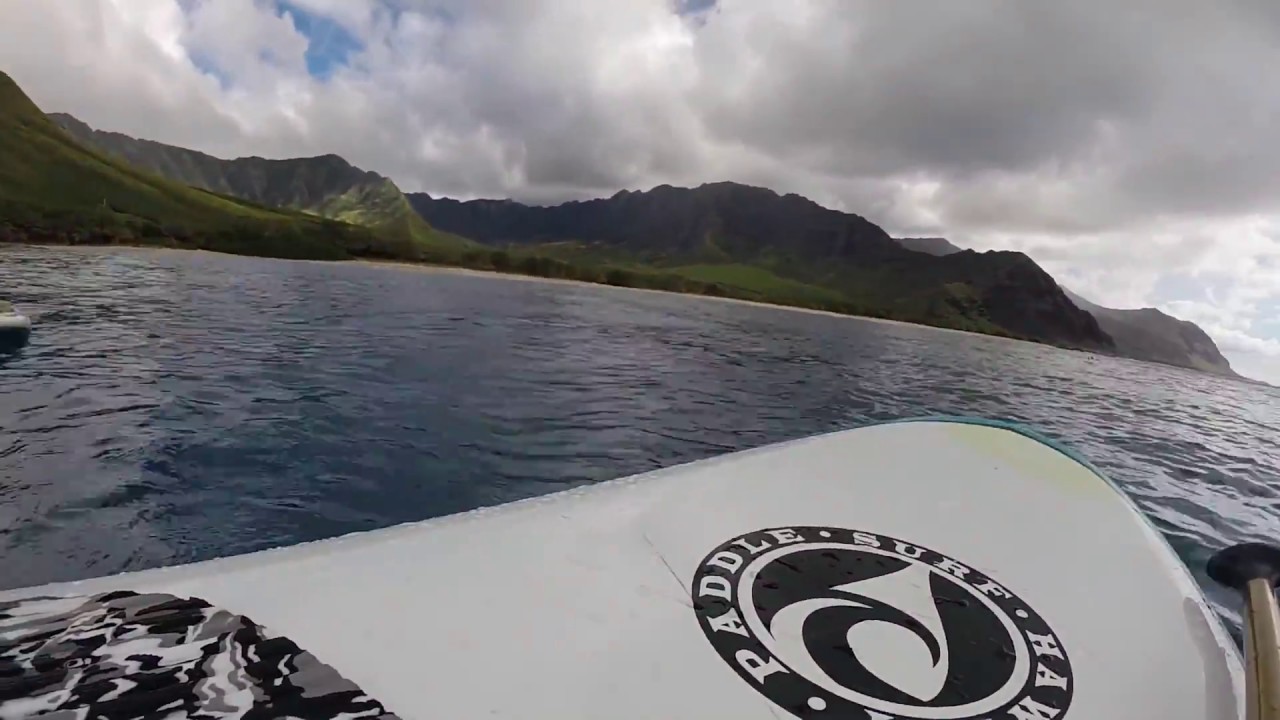 Swimming with Spinner Dolphins - YouTube Buck