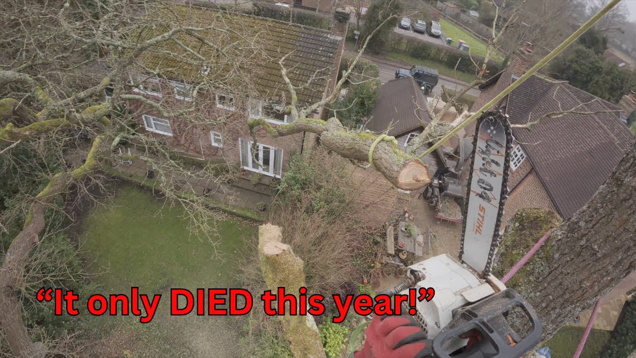 Crispy DEAD oak tree removal *will the CRANE reach?* - YouTube