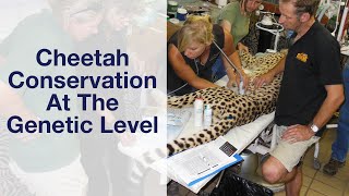 Cheetah Conservation At The Genetic Level