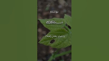 #أحمد_بن_طالب #اكسبلور #راحة_نفسية #القرآن_الكريم #تيك_توك #تلاوة #تلاوات #explore #حالات_واتس #لايك