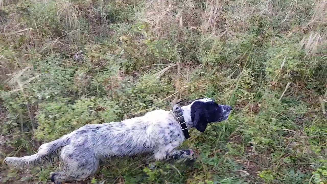 Guidata su starne di Tuffo della Trabaltana - YouTube