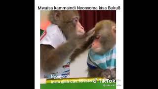 miky tz tv(2)