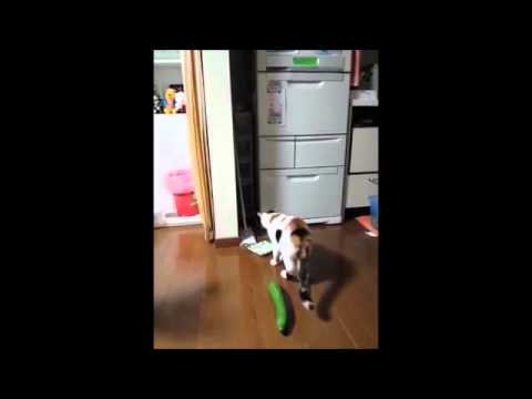 Koty Vs Ogórki Youtube