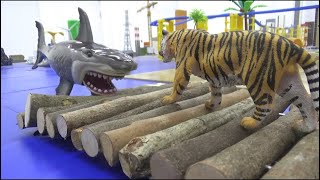 호랑이 vs 상어 Tiger vs Shark