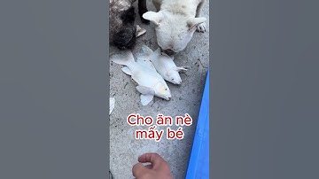 Ra đi mấy em cá chép phi tần đẹp bị sốc nước #cachepsutu #koi #chépsưtử #carp #saddays #sad