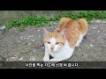 나비의 생각-누룽지와 싸움