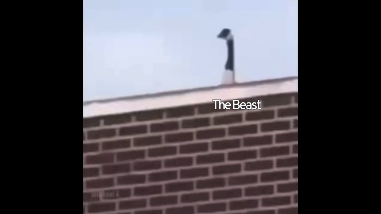 Over the Garden Wall as Vines (part 1)