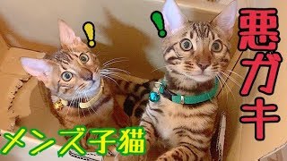 ヤンチャなメンズベンガル子猫2匹に密着！