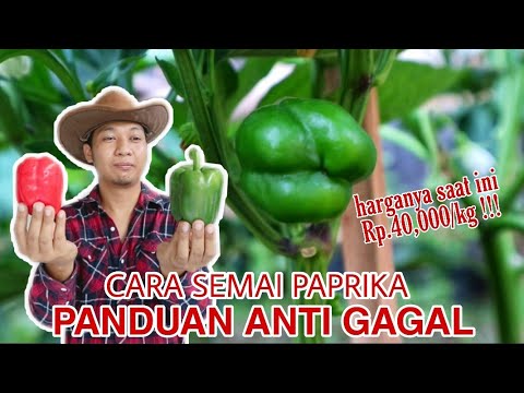 Video: Cara Menanam Bibit Paprika Tanpa Pemetikan