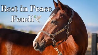 Rest in Peace, Fendi || Wobblers: a neurologic disease in Horses