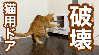 子猫がお留守番中に部屋から勝手に抜け出すので原因を隠し撮りしてみた by えぶりにゃん【ノアさんとこまちゃん日記】 2,646 views 3 years ago 4 minutes, 34 seconds