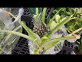 WOW…Amazing Plant Finds! Walmart Big Box Store Plant Shopping - Indoor &amp; Outdoor Plants