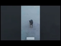 Кормление голодного пса в очень сильный мороз. Поселок Видим, Нижнеилимский район Иркутская область.