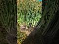BIG SPRING ONION HARVEST!!!!! #harvest #australia #sustainability #selfimprovement #growyourownfood