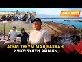 Асыл тукум мал баккан Ичке Булуң айылы АЙЫЛ ДЕМИ берүүсү 