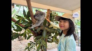 Day 5: Lone Pine Koala Sanctuary & Wheel of Brisbane screenshot 1