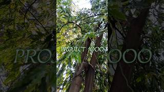PROJECT 1000 - Explained: A 1000-Day Life Building System