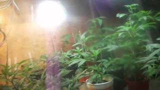 veg update bud in week 5 a little bit of everything,