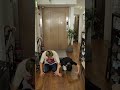 あなたの職場着いて行っていいですか?|パンチ君 #西の狂犬 #パンチ君 #大阪 #breakingdown