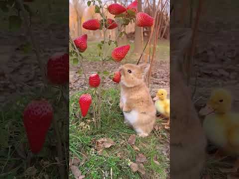 Милый Кролик кушает