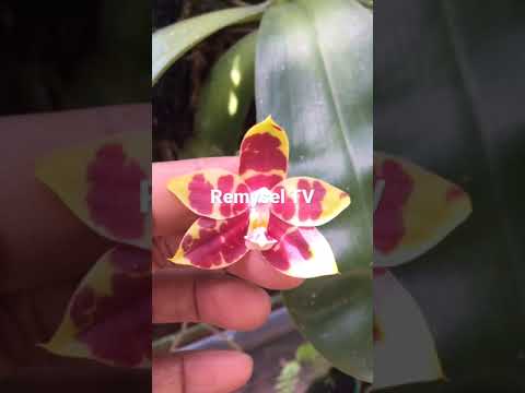 Video: Dendrobium, Wanda, Miltonia, Cymbidum, Asas-asas Menjaga Anggrek Di Sebuah Apartmen - 2