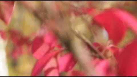 Art -- Deluded Divide